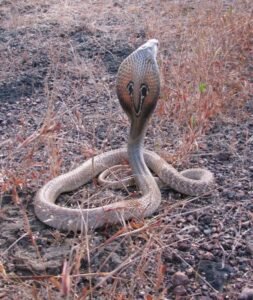 ShivaDevotion, SnakeWorship, SnakeKilling, ReligiousIrony, HaridwarNews, HinduBeliefs, AnimalCompassion, IndianFaith, WorshipVsReality, NagDevta, ShivaSymbolism, CulturalContradiction, SnakeProtection, TempleTraditions, NatureVsFaith, IndianSpirituality, SnakeMythology, AnimalRights, RealSnakeFear, SnakeAwareness