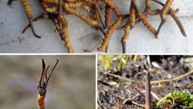 20 लाख रुपये किलो बिकती है