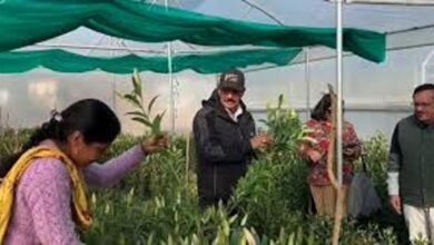 मातृशक्ति ने लिलियम की खुशबू से गढ़ी नई पहचान