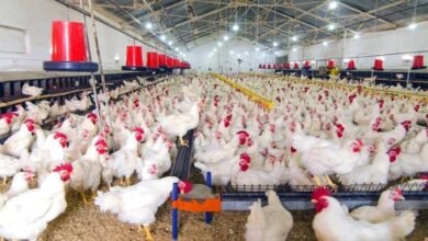 Uttarakhand Poultry Policy