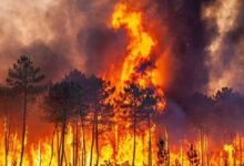 ChamoiliForestFire