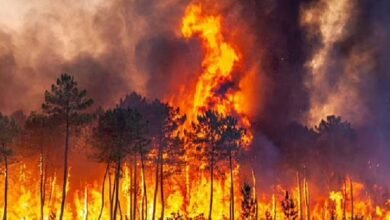 ChamoiliForestFire