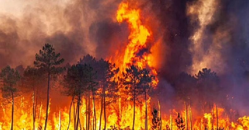 ChamoiliForestFire