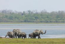 JimCorbettNationalPark