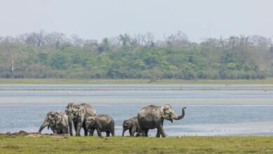 JimCorbettNationalPark