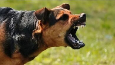 StrayDogRules