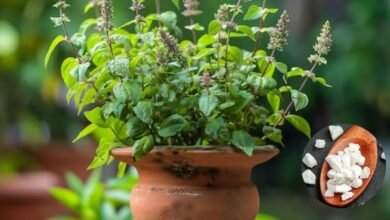 TulsiPlantCare