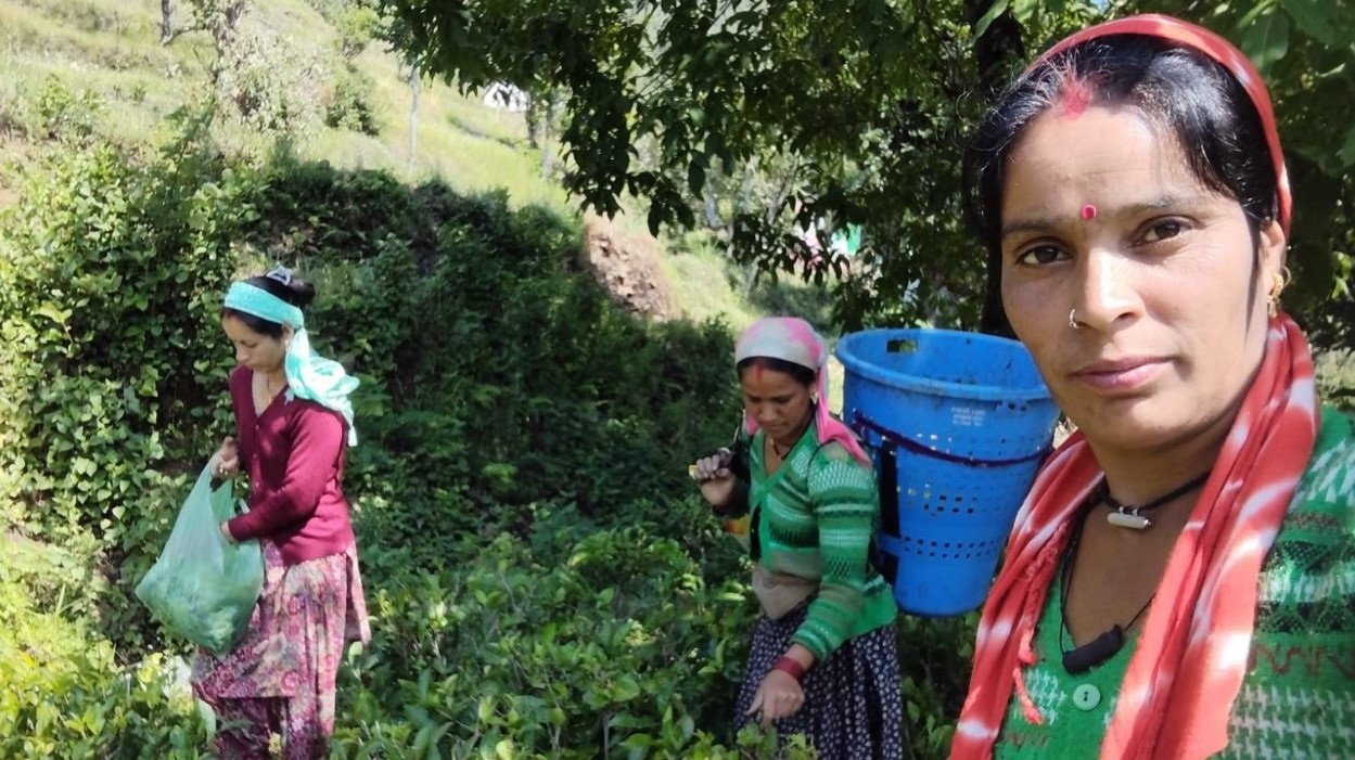 UttarakhandTeaGardens