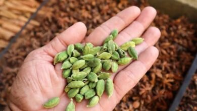 CardamomAstrology